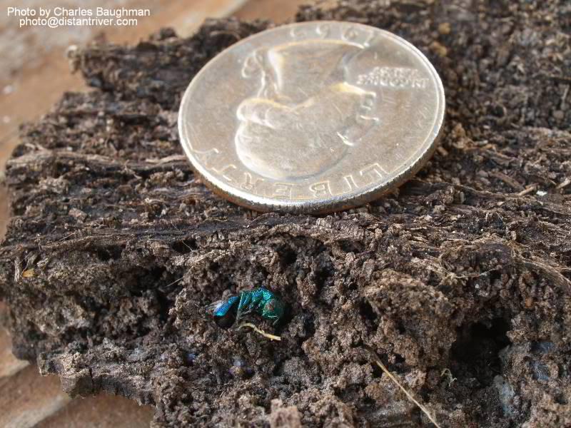 PC074356-resize-stamp-compress.JPG - Illustration of subject size