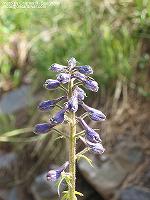 IMG_1062