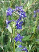 IMG_1074 