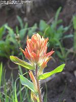 IMG_1077 