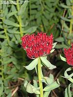 IMG_1081 