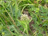 IMG_1158