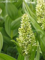 IMG_1171