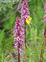 IMG_1181
