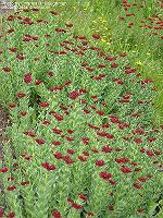 IMG_1194 