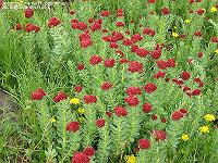 IMG_1195 