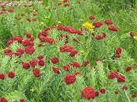 IMG_1196 