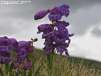IMG_1262 