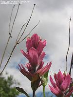 IMG_1299