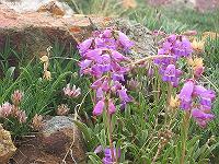 IMG_1428 