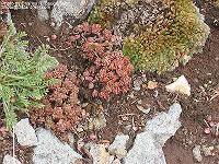 IMG_1461 