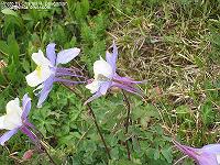 IMG_1474 