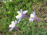 IMG_1475 