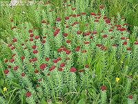 IMG_1505