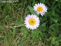 IMG_1522