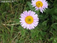 IMG_1523