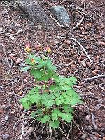 IMG_1558