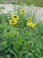 IMG_1571 