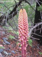 IMG_1717 