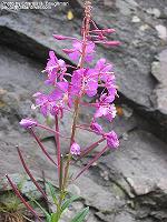 IMG_1762 