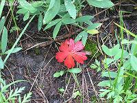 IMG_1786 