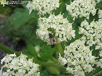 IMG_1833 