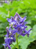 IMG_1842 