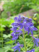 IMG_1845 