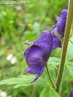 IMG_1851 