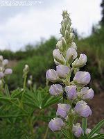 IMG_1864