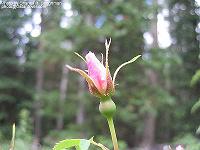 IMG_2096 
