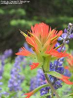IMG_2145